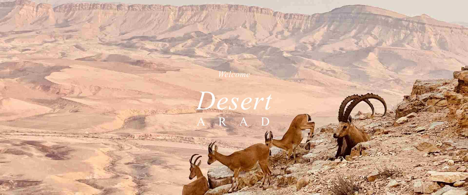 Roxon Desert Arad